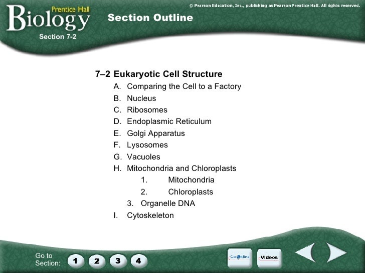 Cell Division Worksheet On Figure 12 1 - section 8 2 review cell
